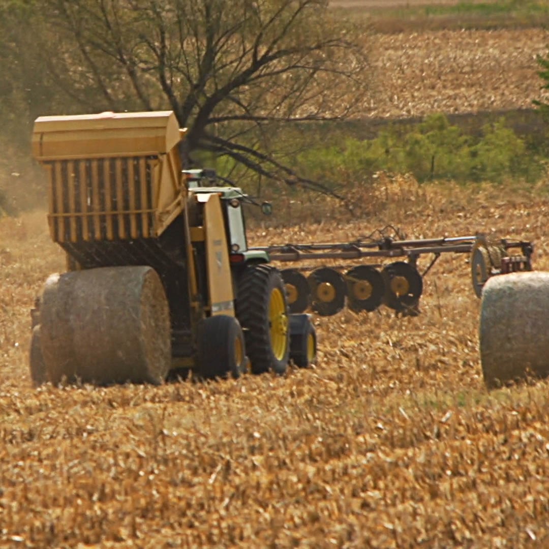bale cornstalks after cut and chopped for bedding in cattle operation bale cornstalks after cut and chopped for bedding in cattle operation